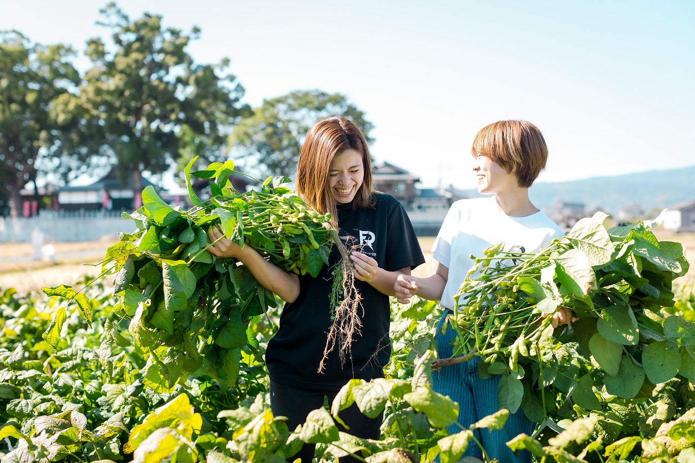 食の秋を彩るこの時季限定の極上黒枝豆「麻ろ美」１０月中旬より販売開始！のサブ画像3