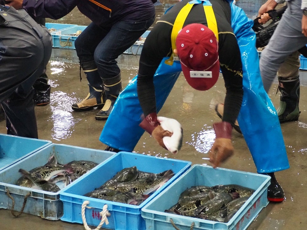 シーズン到来！山口県「ふぐの初競り」、寅年2022年は9月26日実施のサブ画像1_ふく初競りの様子