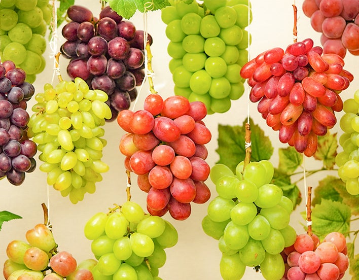 秋を彩る葡萄の魅力をもっと伝えたい！10種類のぶどうを食べ比べできる、市場ならではの特別なお取り寄せ。のサブ画像3