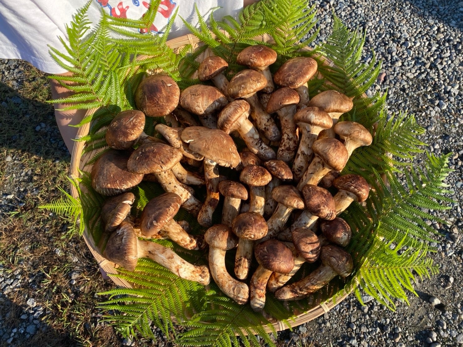 松茸山から出荷開始！高品質を誇る「丹波・摂津の松茸」を うまいもんドットコムでお取り寄せのサブ画像1_産地から届いた写真：今年もいい松茸が出てます！