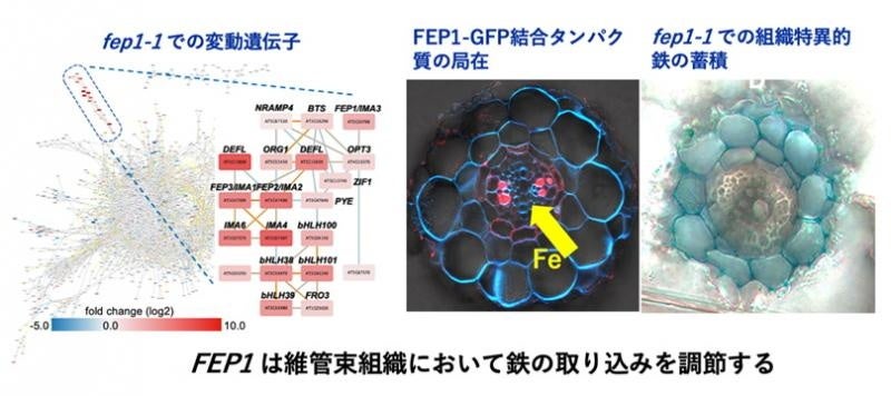 【岡山大学】植物の鉄蓄積調節を担う短鎖ペプチドFEP1の機能を明らかにのサブ画像2