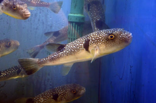 ～ふるさとの海を知ろう～ 函館朝市ミニ水族館 2022年秋のリニューアル！のサブ画像1