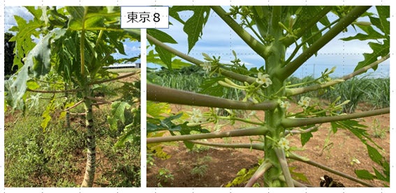 宮古島発　料理のためのオーガニック栽培を目指すQui.Farmが、野菜の収穫量が倍増したTOKYO8を海外に発信のサブ画像6