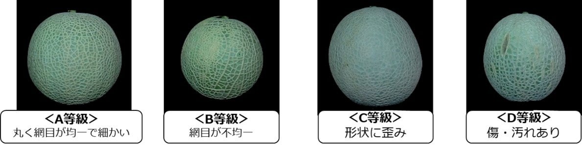 メロンの網目の品質を認識可能な等級判定AIの研究開発に成功のサブ画像1_図１．メロンの等級判定の例