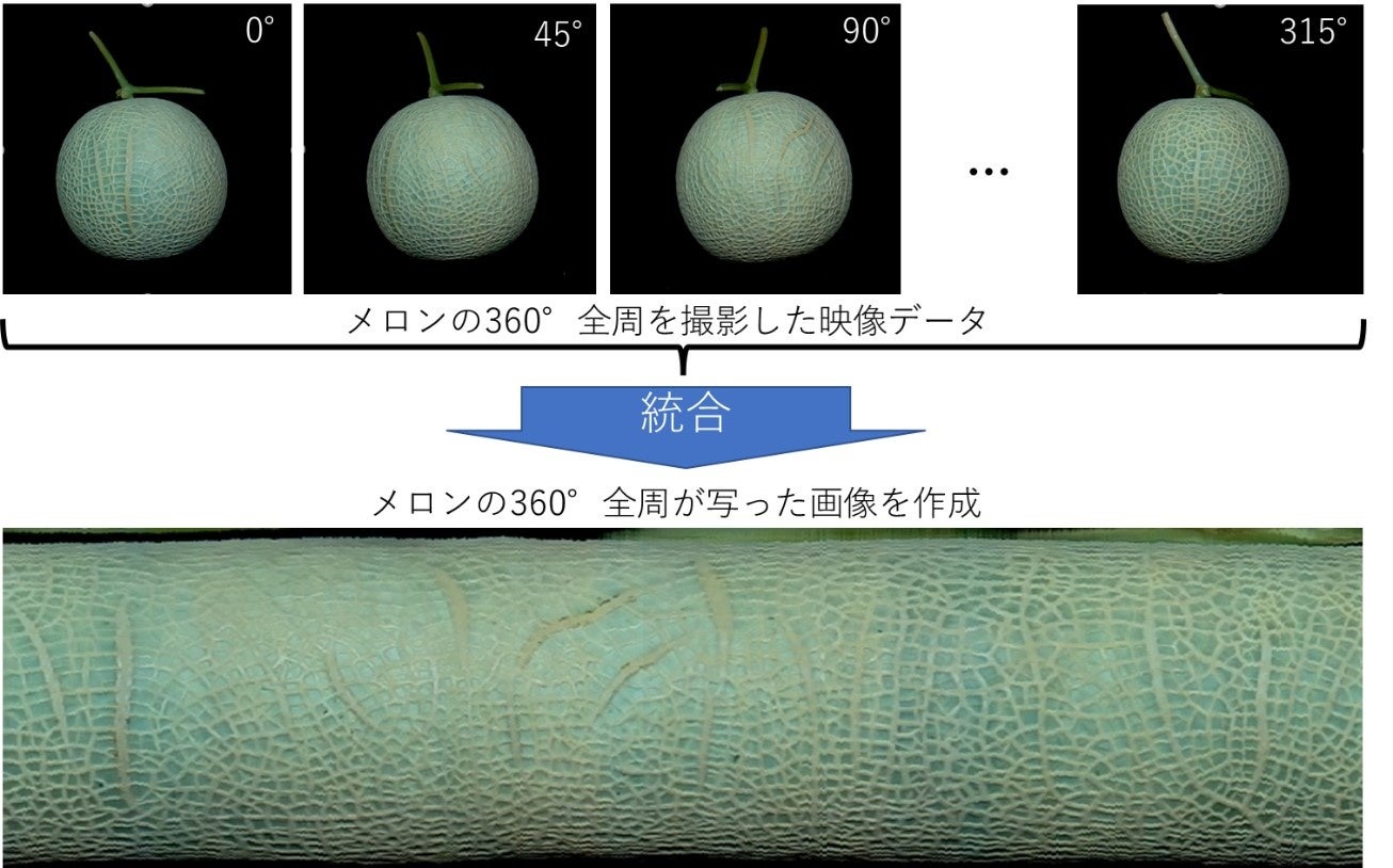 メロンの網目の品質を認識可能な等級判定AIの研究開発に成功のサブ画像2_図２．AIが学習するメロン全周画像（BigRoots(※1)農場にて収穫）