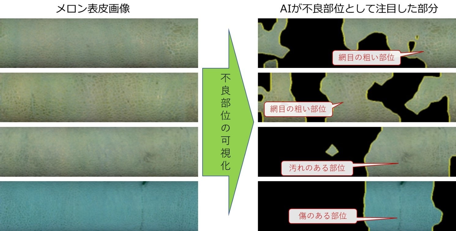 メロンの網目の品質を認識可能な等級判定AIの研究開発に成功のサブ画像3_図３．メロン等級判定の根拠となる部位（特徴）を可視化した様子