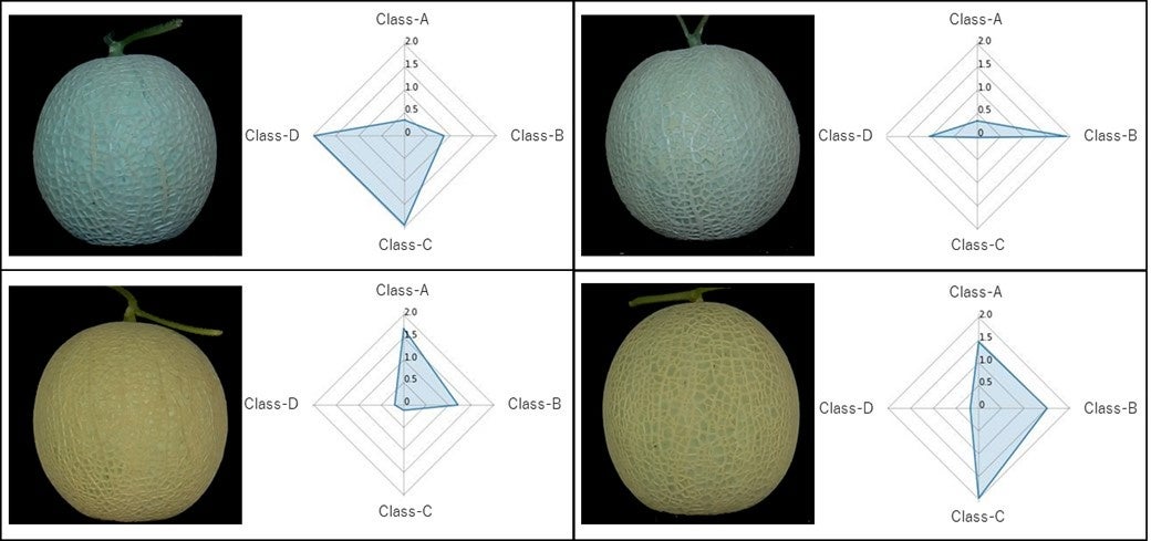 メロンの網目の品質を認識可能な等級判定AIの研究開発に成功のサブ画像4_図４．AIによる等級判定度合いをレーダーチャートで表現