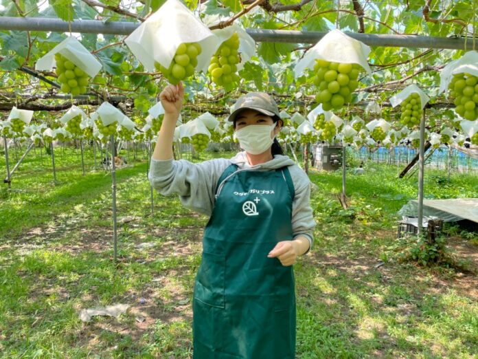 畑をカンタンに果物狩り会場にできる「クダモノガリプラス」をスタート。家族農家のファンづくりを支援のメイン画像