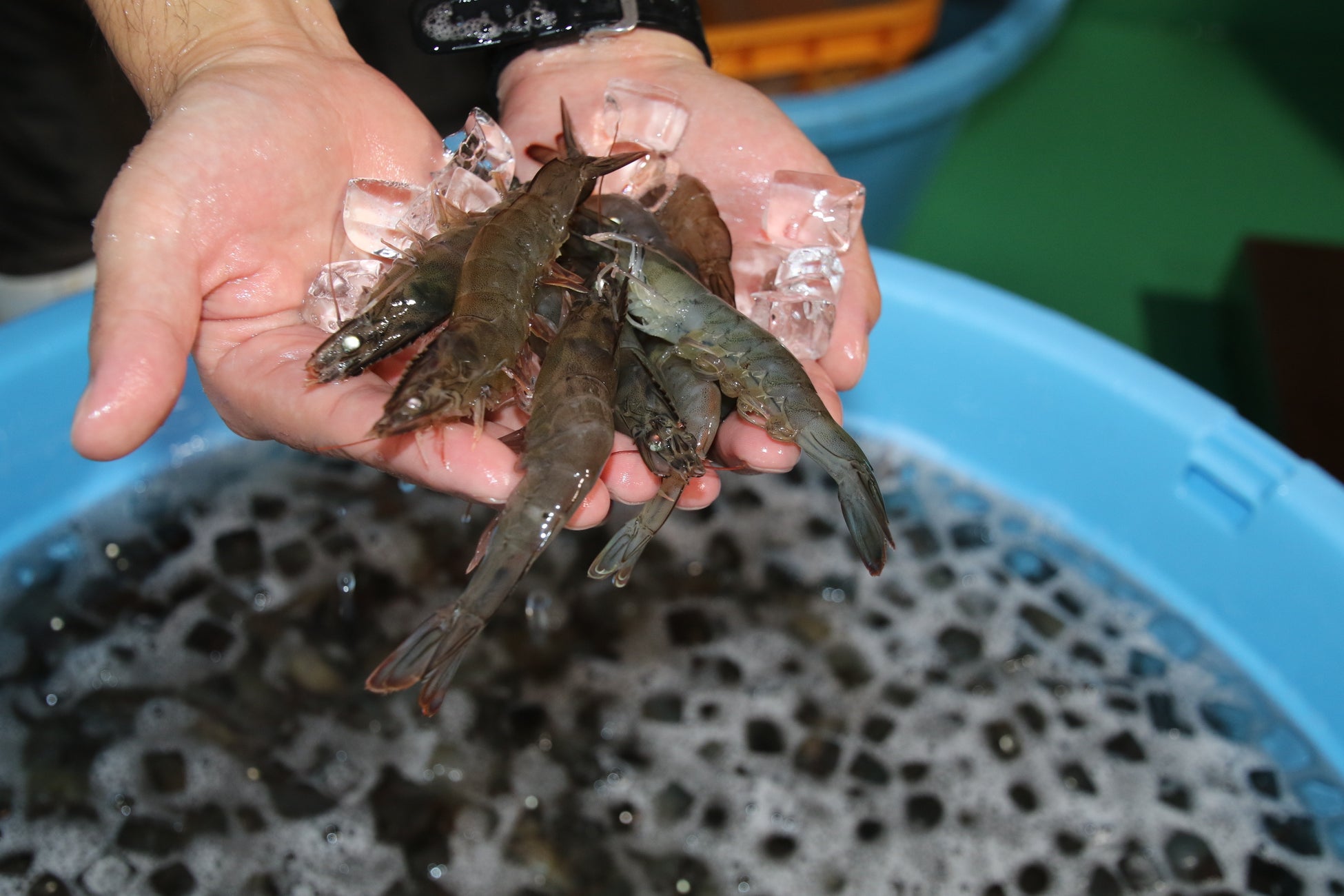 陸上養殖エビ、初出荷へのサブ画像2