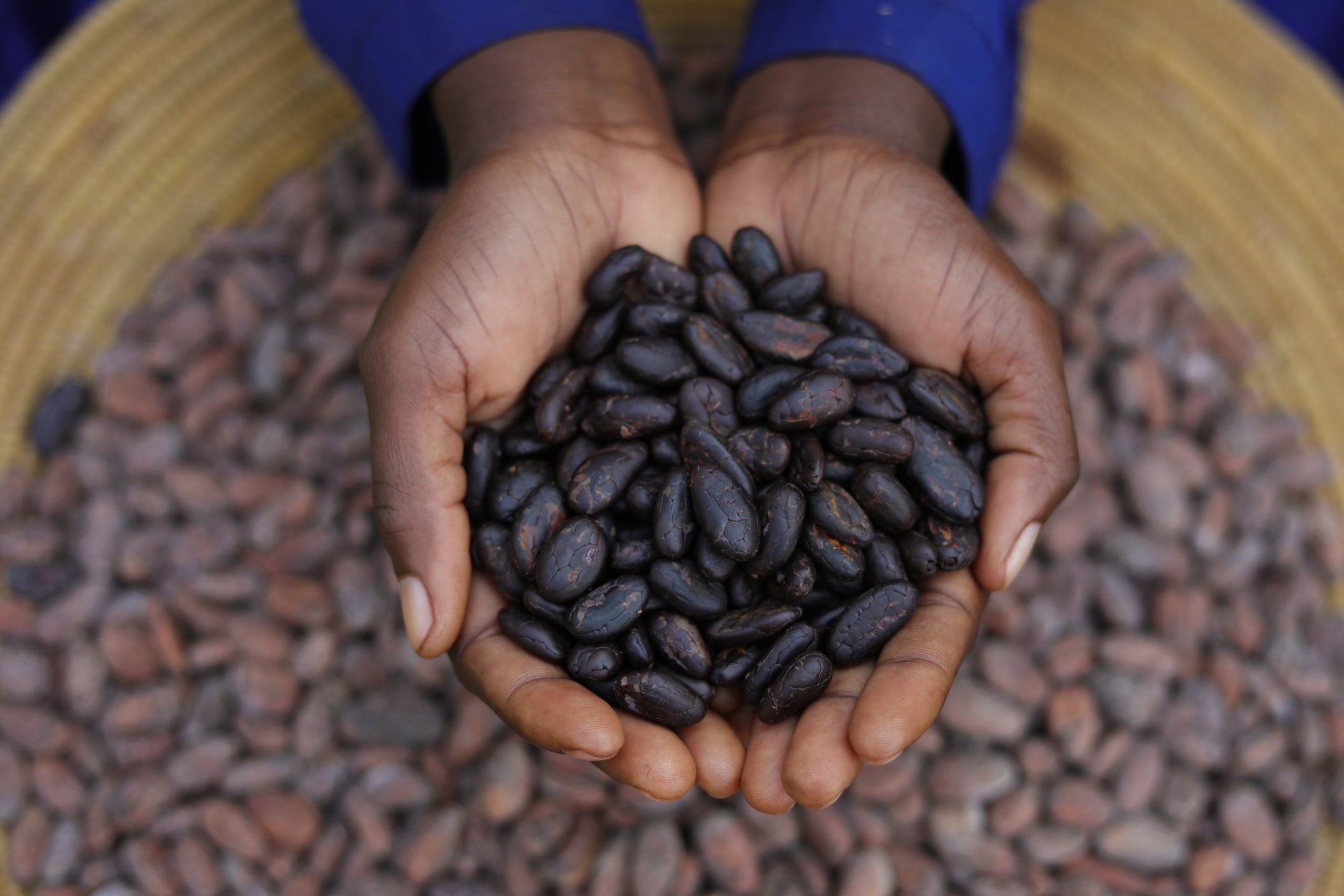 ファーム オブ アフリカは、ウガンダ産の上質なカカオを世界へ届けるために、チョコレートの祭典「サロン・デュ・ショコラ・パリ 2022」に立花商店と共同出展のサブ画像5