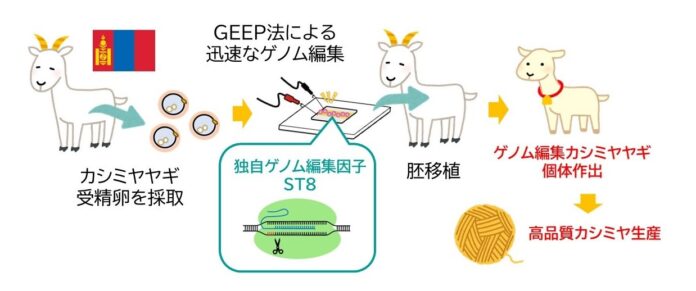 モンゴル国にてゲノム編集技術を用いたカシミヤヤギの品種改良に着手のメイン画像