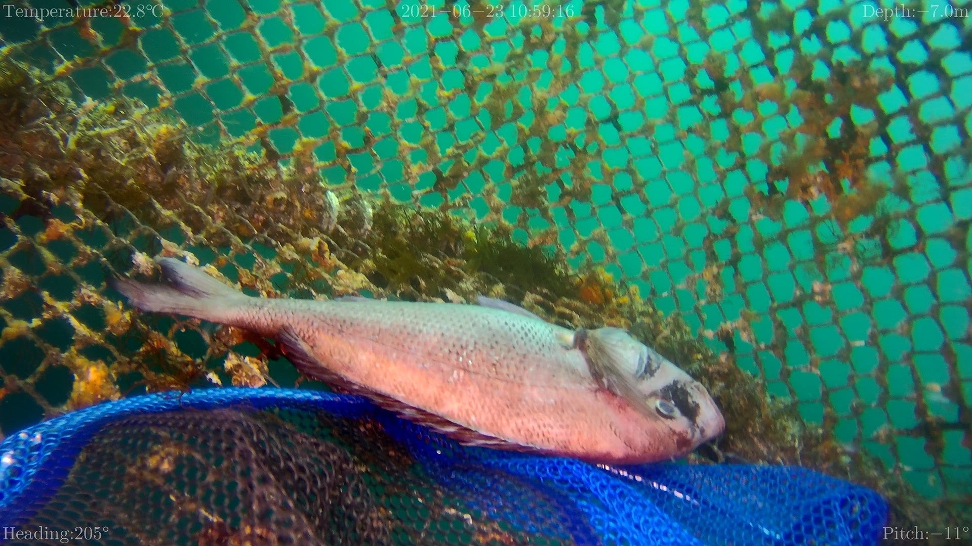 【無料Webセミナー】急成長する水中ドローンの“今”がわかる！ビジネスの活用事例と今後の展望を紹介するオンラインセミナーを11月7日（月）に開催のサブ画像7_養殖場での死魚の回収
