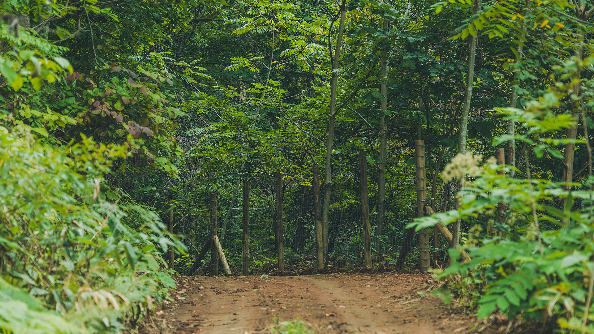 ユートピアアグリカルチャーのFOREST REGENERATIVE PROJECTが本格始動！都市近接型で行う、多様な動物と植物による森の活性化実験のモデルファーム「盤渓農場」が10/18オープン！のサブ画像2