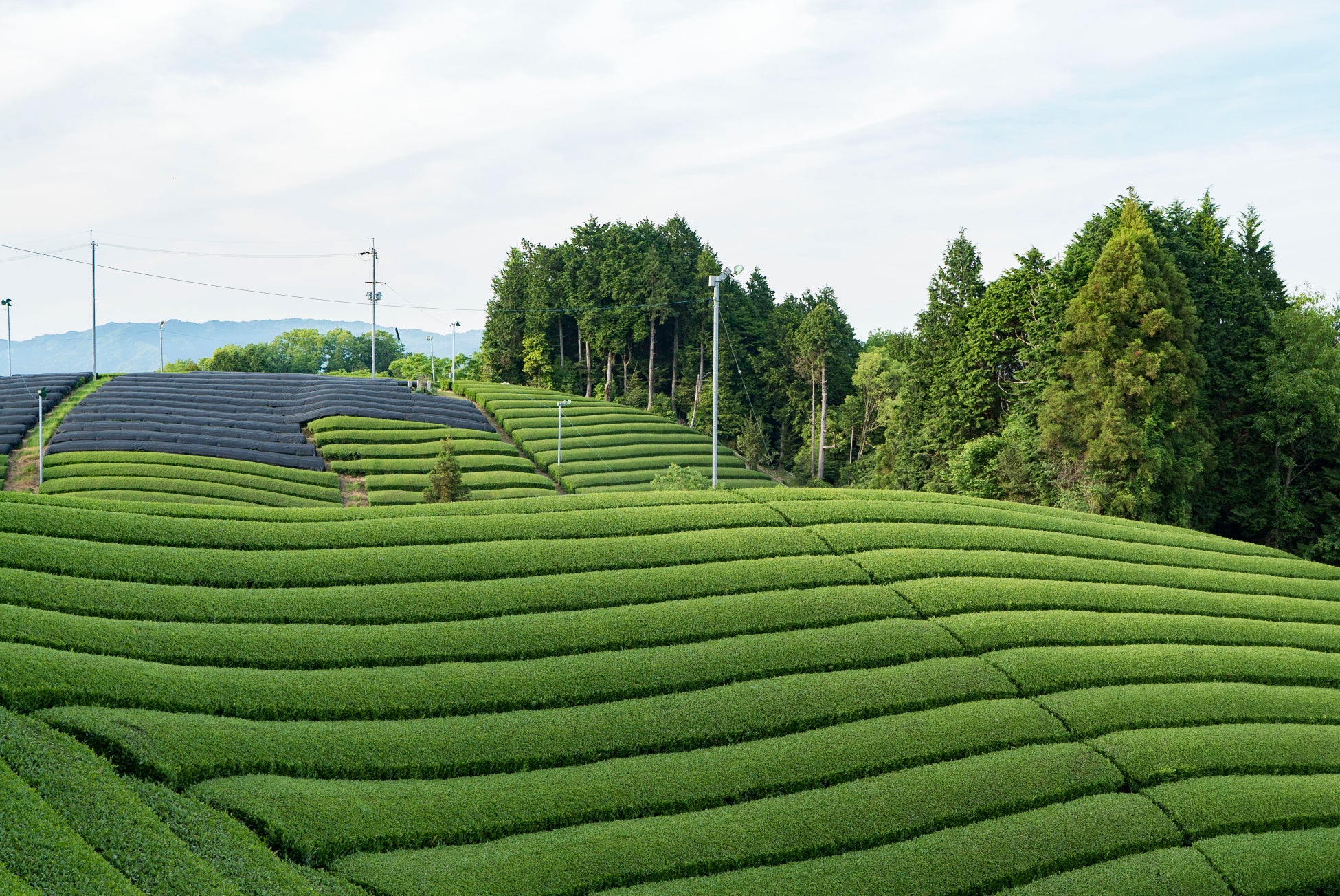 日本茶の醍醐味を体験できるお茶フェス【日本のお茶づくし2022 ・秋】が11月5日（土）、6日（日）に東京・日本橋の商業施設 YUITOで開催のサブ画像7