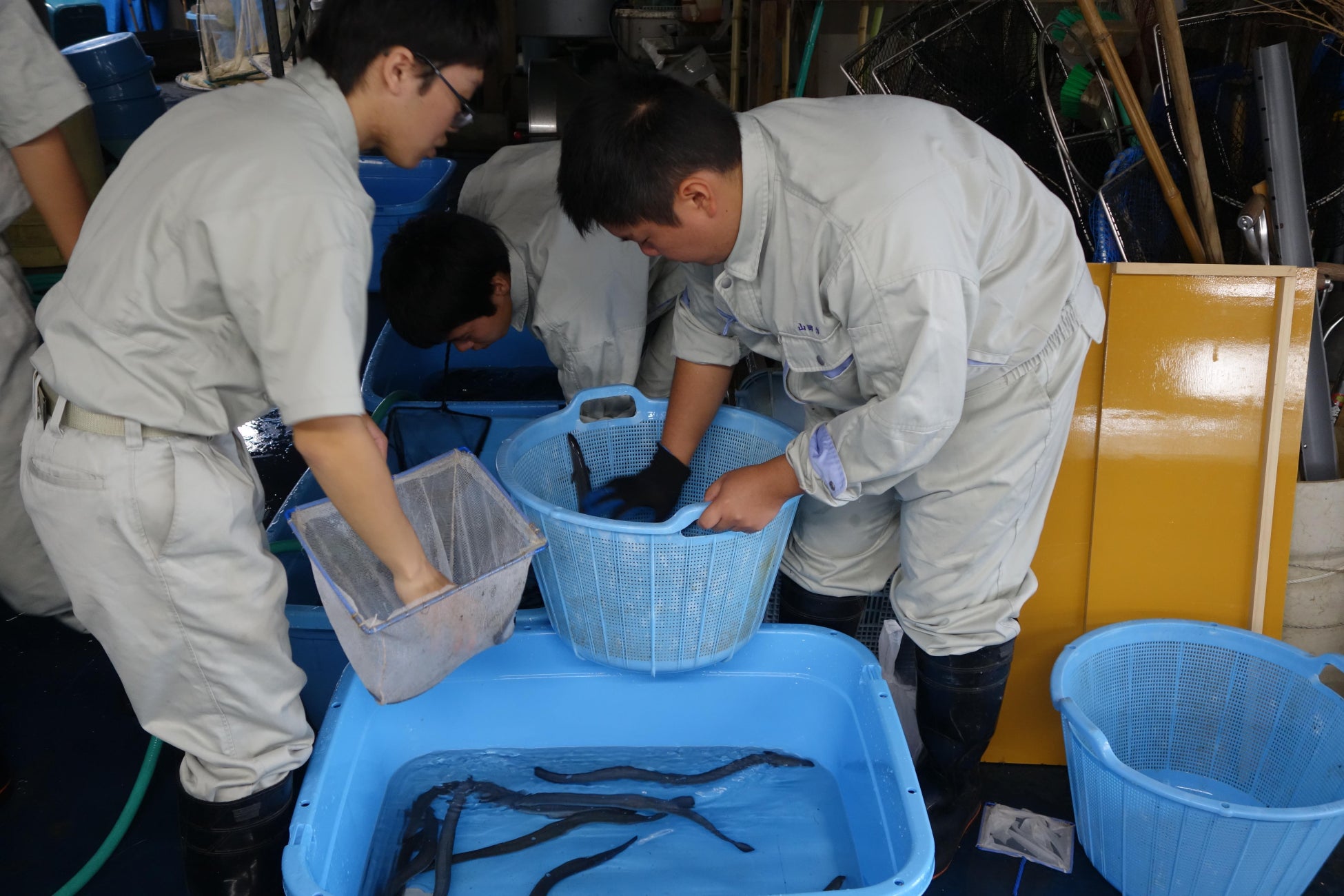 【JAF愛知】“見て・触れて・食べて” 「海の大切さ」を学べるバックヤードツアーを初開催します！のサブ画像2_生徒の活動風景①（ウナギの養殖）