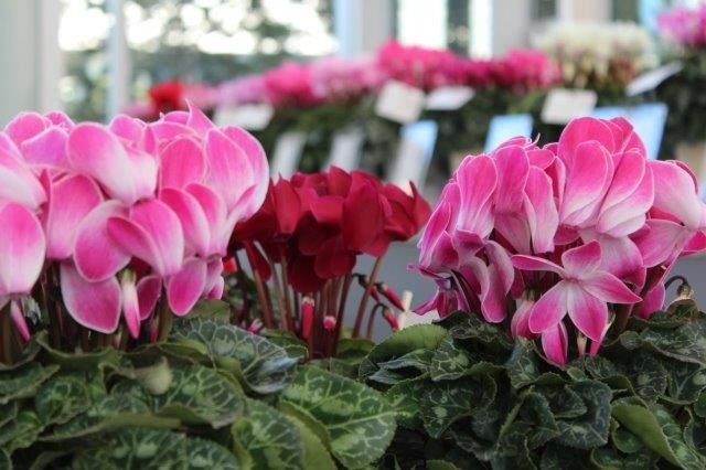 冬を彩る よこはま 花の祭典 第51回横浜花き展覧会を開催します！のサブ画像2