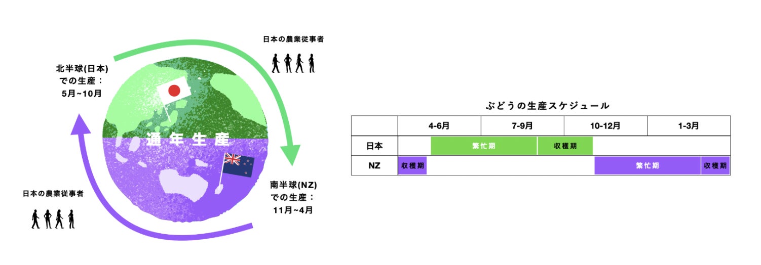 株式会社GREENCOLLARと協業し、日本とニュージーランドの2国間における農業人材循環制度を開始のサブ画像2_季節ギャップを利用した農業人材循環制度とぶどう生産のスケジュール