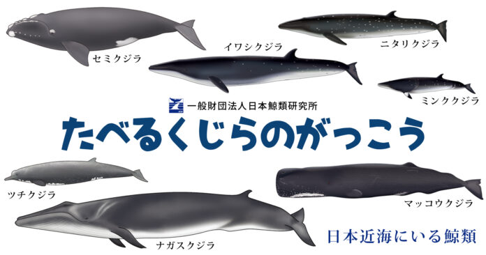 親子で鯨の持続的利⽤や鯨食文化を学ぶ「たべるくじらのがっこう」を横浜みなとみらいで開催のメイン画像