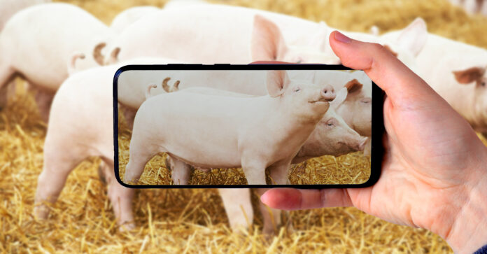 『PIGI』世界初 iPhone Proで豚の体重を測定 | 測定精度98%を実現のメイン画像