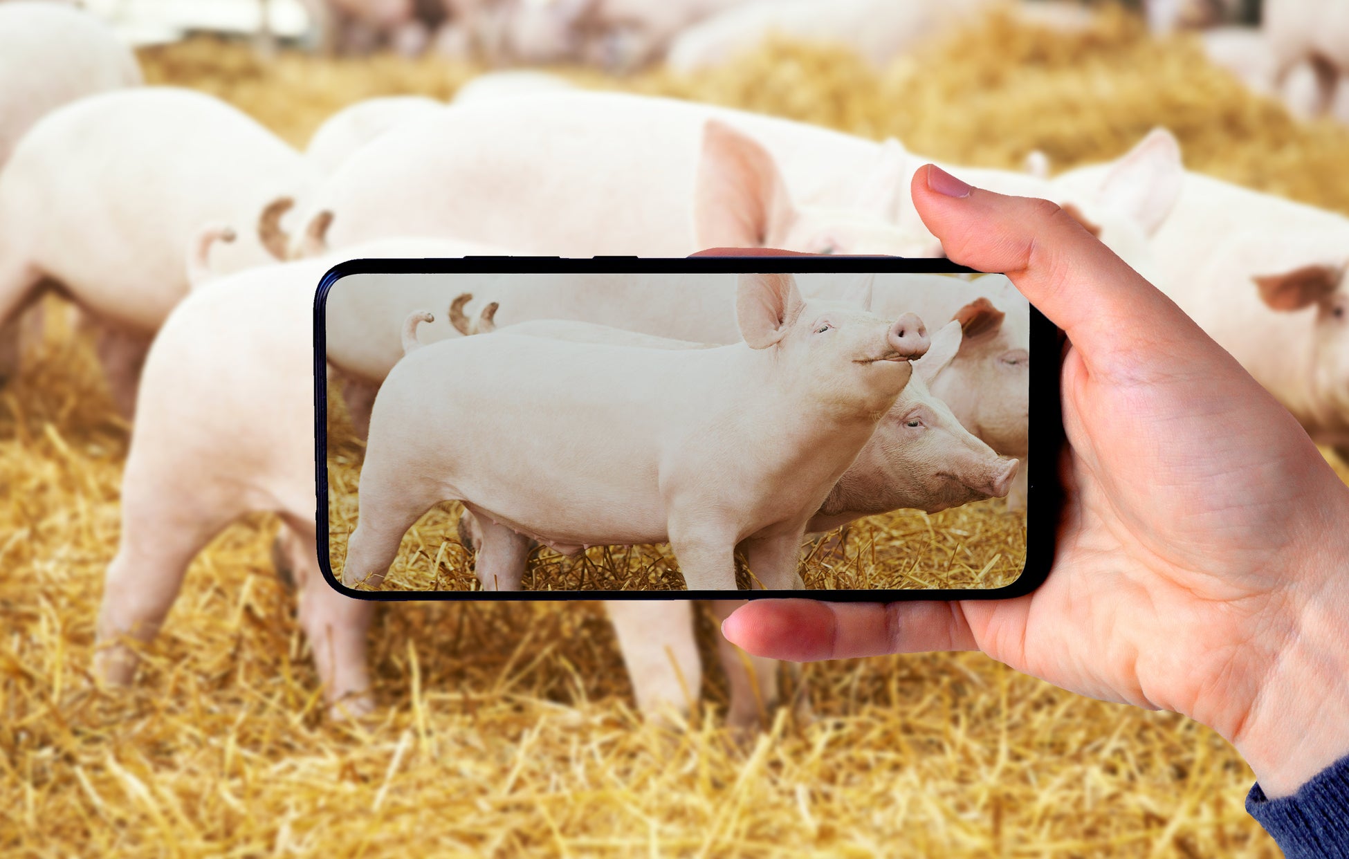 『PIGI』世界初 iPhone Proで豚の体重を測定 | 測定精度98%を実現のサブ画像1