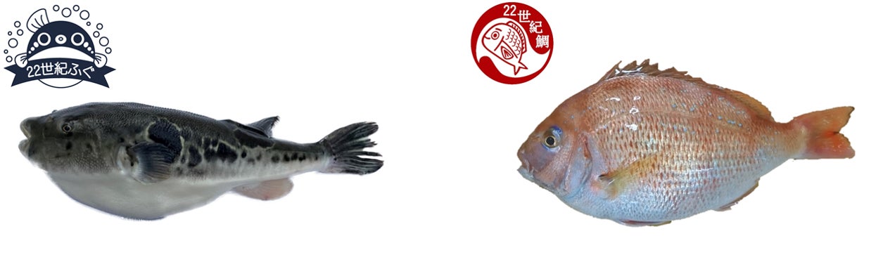 リージョナルフィッシュ、マルイファミリー志木、北千住マルイにて「22世紀ふぐ」「22世紀鯛」のポップアップ販売を実施のサブ画像2
