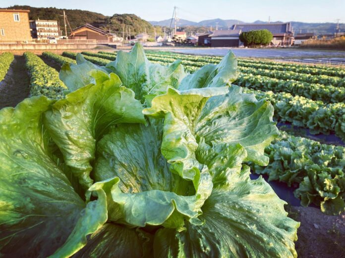 自ら収穫したレタスでレタしゃぶを食す！和歌山・白浜の農家と自然を感じる体験プラン開始　熊野古道の宿「SEN.RETREAT」のメイン画像