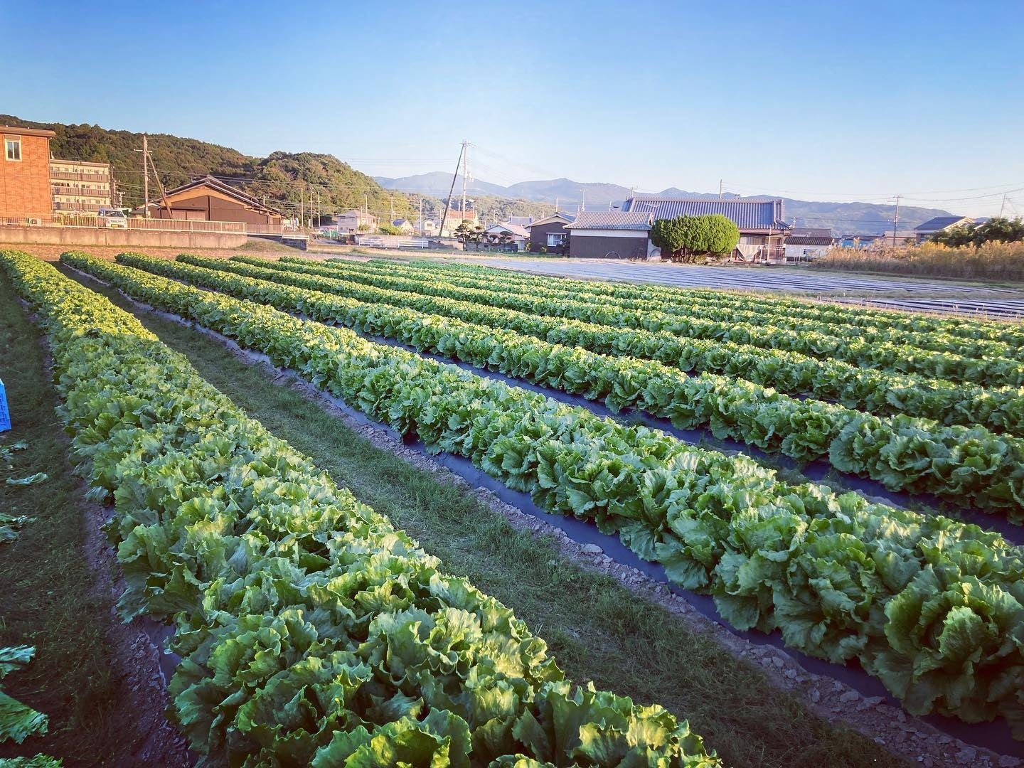 自ら収穫したレタスでレタしゃぶを食す！和歌山・白浜の農家と自然を感じる体験プラン開始　熊野古道の宿「SEN.RETREAT」のサブ画像7