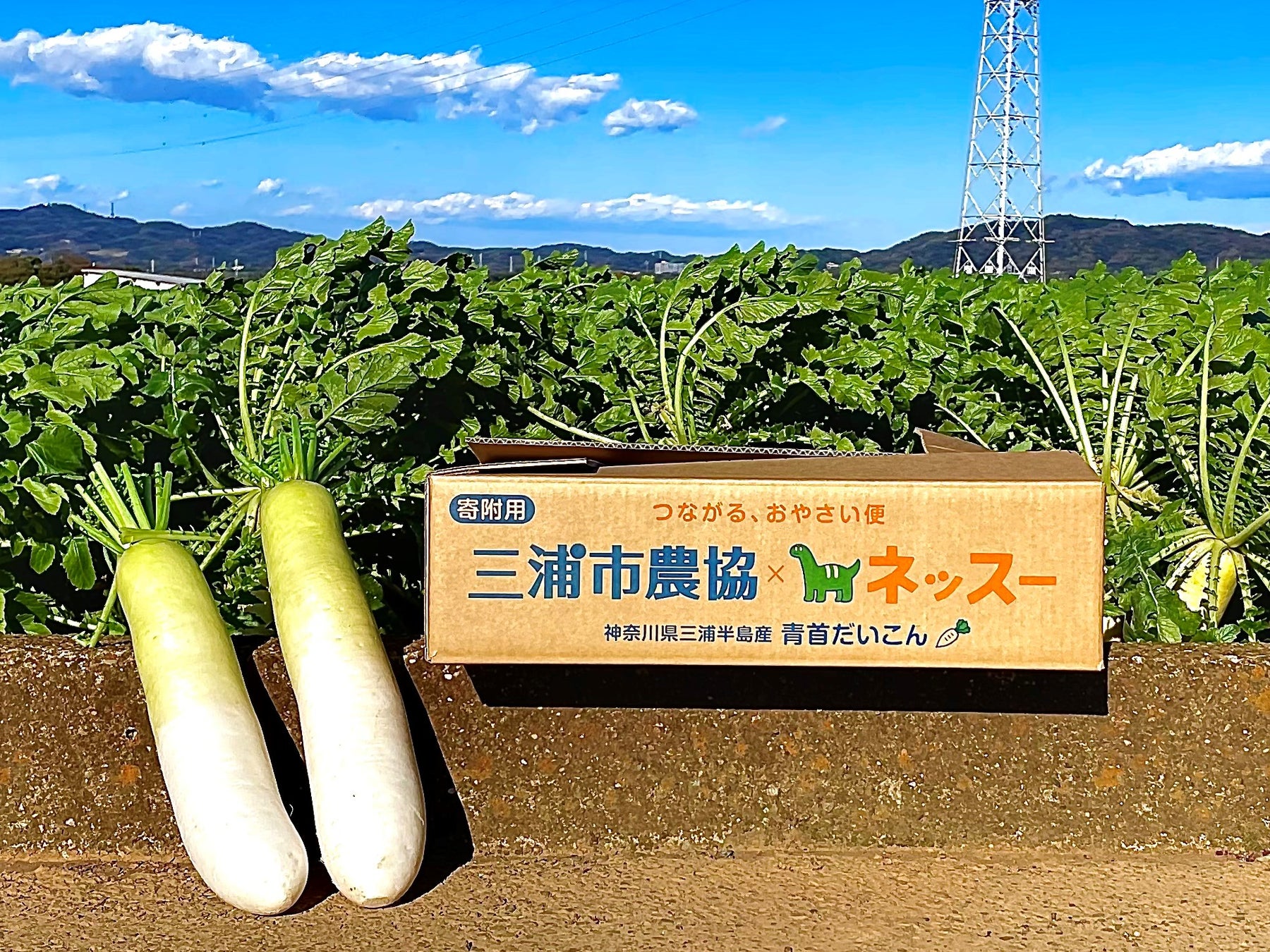 家計が苦しい冬休みに、行き場のない野菜を、困難を抱える世帯の支援につなぐ、寄附食品物流ネットワーク構築の実証実験を実施のサブ画像1_今回の実証実験で寄附する三浦半島産青首だいこん