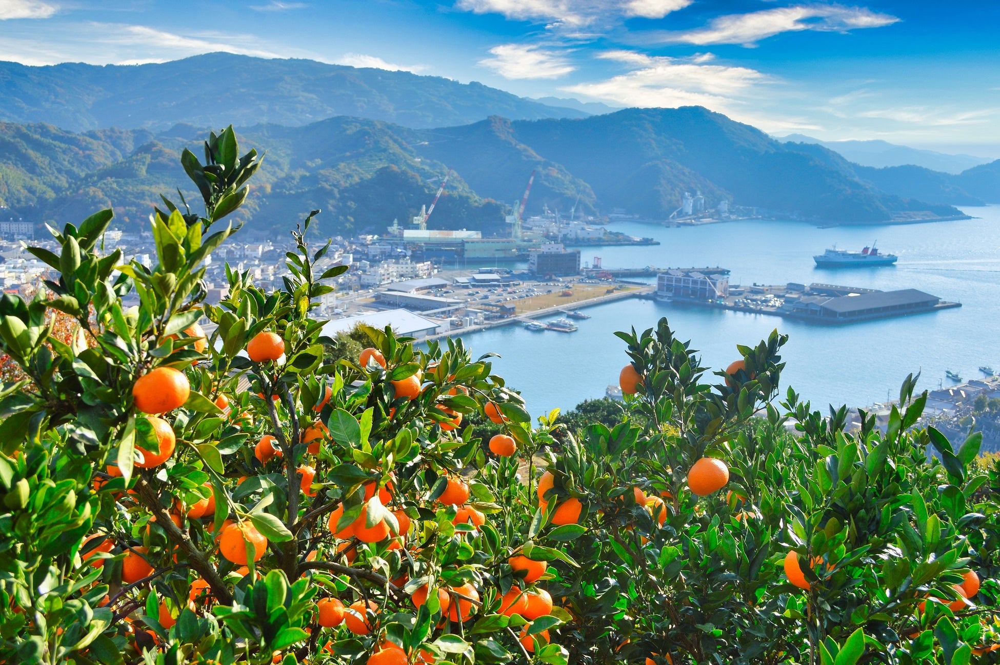 「日本一の品質を誇るみかん産地」八幡浜市の柑橘産業のさらなる発展と地域の活性化を目指すのサブ画像2