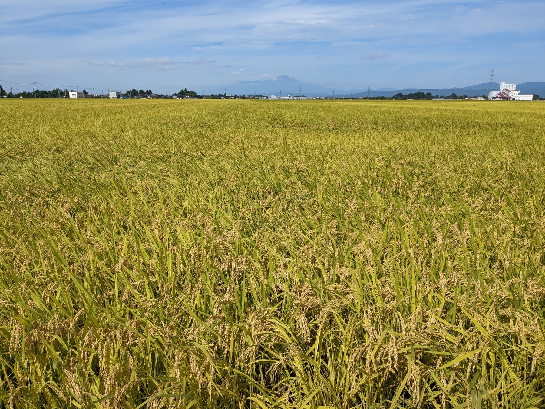 JAXAベンチャー 天地人、「宇宙ビッグデータ米」の栽培と収穫が完了。宇宙から米作りに最適な土地を探し栽培した米を12月より販売開始のサブ画像3