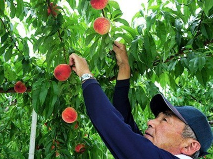 【福島市ふるさと納税】果物好きの皆さん！2023年は果物の木のオーナーになってみませんか？「まるえ観光果樹園」桃・りんごの木　共同オーナー権が返礼品に新登場！のメイン画像