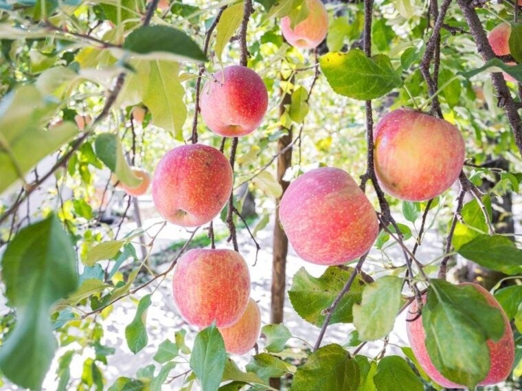 【福島市ふるさと納税】果物好きの皆さん！2023年は果物の木のオーナーになってみませんか？「まるえ観光果樹園」桃・りんごの木　共同オーナー権が返礼品に新登場！のサブ画像4