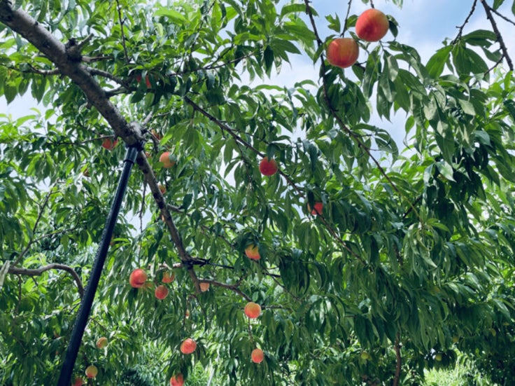 【福島市ふるさと納税】果物好きの皆さん！2023年は果物の木のオーナーになってみませんか？「まるえ観光果樹園」桃・りんごの木　共同オーナー権が返礼品に新登場！のサブ画像5