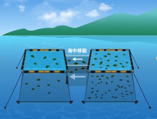 超音波式水中可視化技術を活用して養殖マダイの個体数自動計測に成功のサブ画像2_分養作業のイメージ