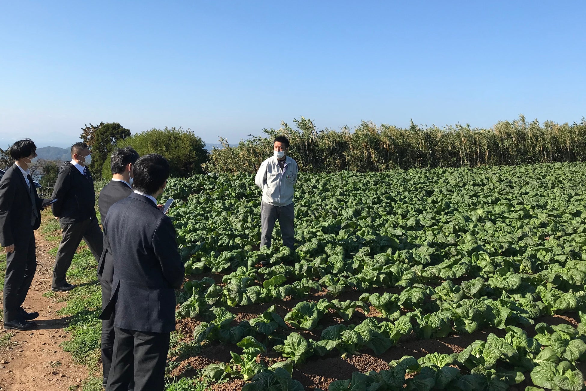 九州の高菜生産者102軒と連携　希少な国産原料を確保し持続可能な農業へのサブ画像2_減農薬栽培に取り組み高菜畑の視察