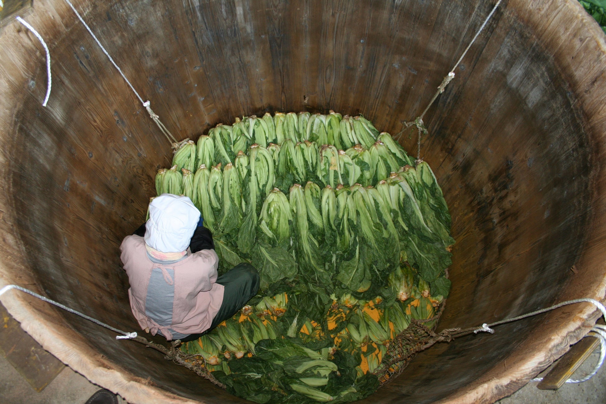 九州の高菜生産者102軒と連携　希少な国産原料を確保し持続可能な農業へのサブ画像3_巨大な木桶に一束ずつ漬け込まれる高菜