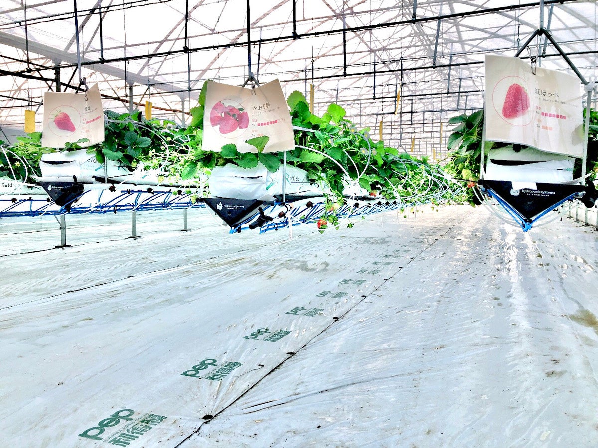 井上寅雄農園が総務省・佐久市のローカル10000プロジェクトを活用し最新鋭のイチゴ狩りハウスを令和4年12月10日よりスタート!のサブ画像2