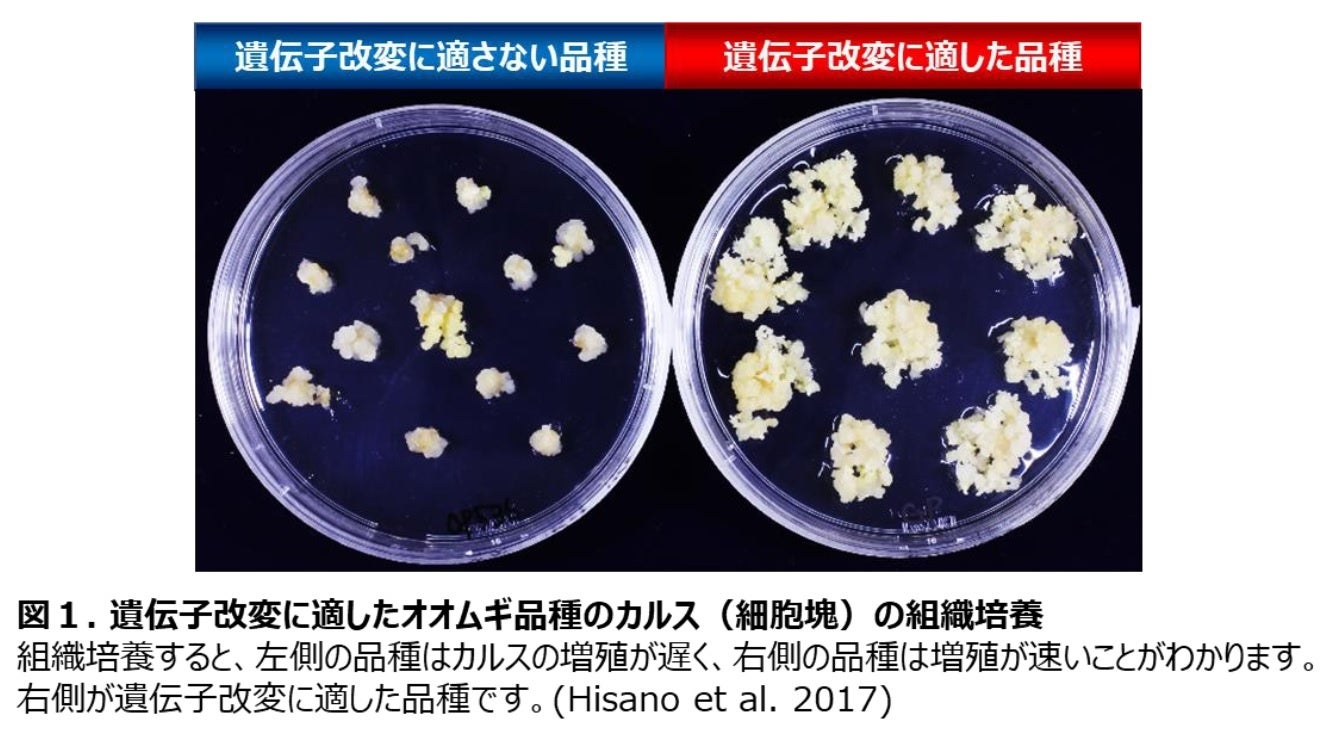 【岡山大学】遺伝子・ゲノムの改変で環境変動に適応した高品質なオオムギを作るのサブ画像3