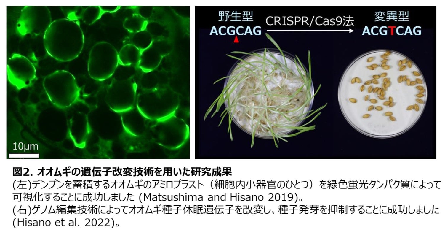 【岡山大学】遺伝子・ゲノムの改変で環境変動に適応した高品質なオオムギを作るのサブ画像4