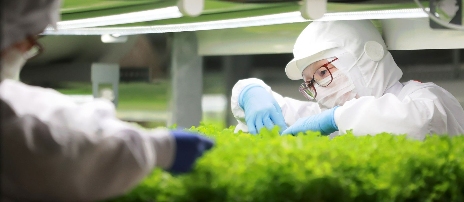 植物工場野菜『ベジタス』シリーズが、累計販売数1億食を突破！のサブ画像4
