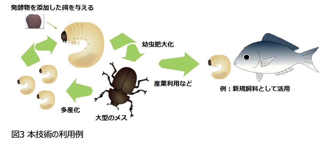 高温発酵食がカブトムシの成長の秘訣！？メス幼虫の大型化に微生物の働きが関与している可能性を確認のサブ画像3