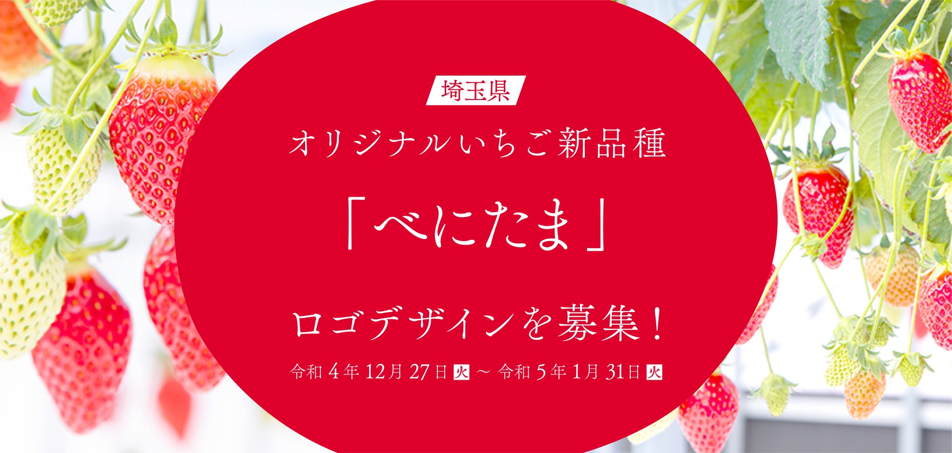 埼玉県では、令和3年4月に品種登録出願した県オリジナルいちご「べにたま」のロゴデザインを募集します！のサブ画像1