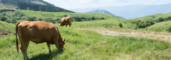 「エシカルな畜産業」の創出で、阿蘇の草原環境を保全のメイン画像