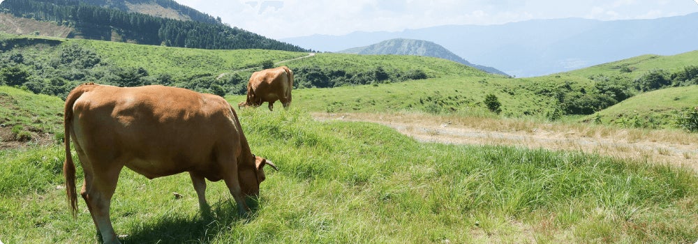 「エシカルな畜産業」の創出で、阿蘇の草原環境を保全のサブ画像1_くまもとあか牛の放牧風景（写真提供：南阿蘇村役場）