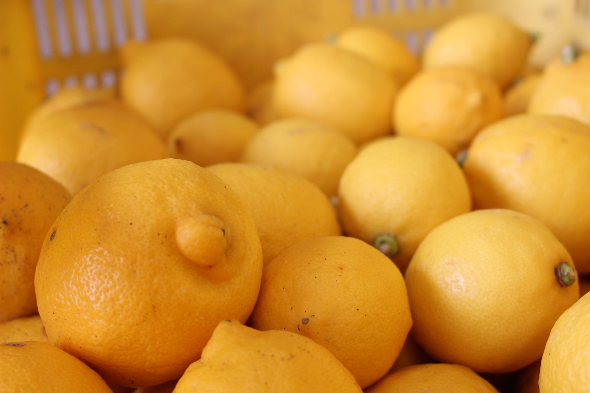 「興居島レモン」を まつやま農林水産物ブランドに認定のサブ画像4
