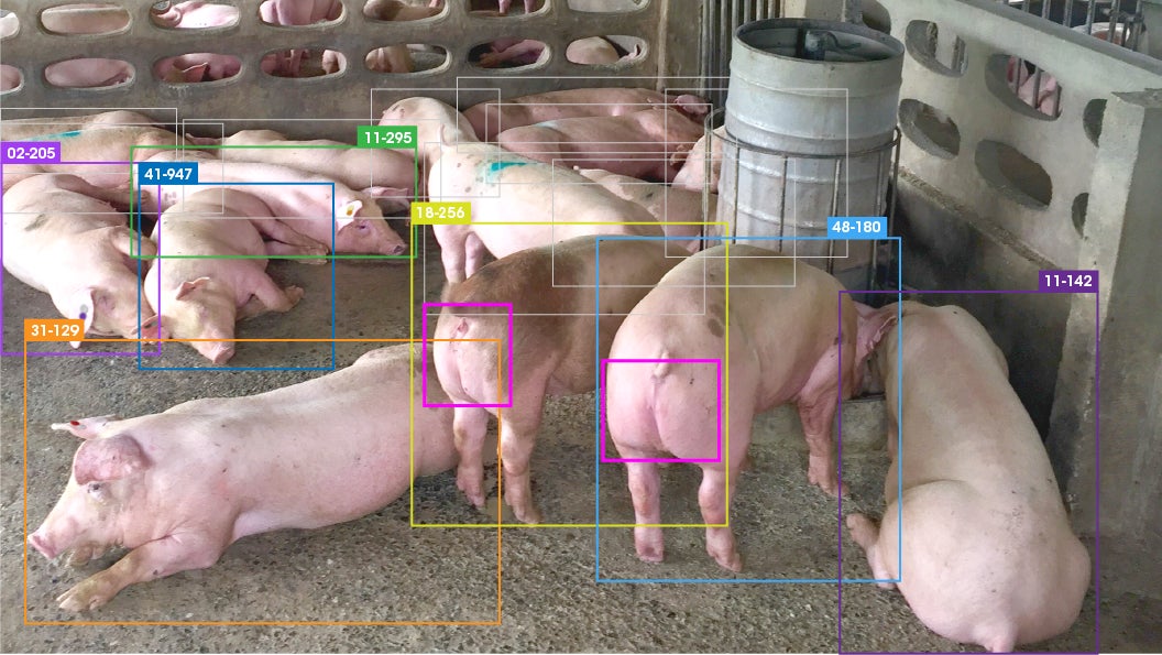 アニマルウェルフェアに対応した国内初の繁殖豚管理AI技術を開発。23年度中にサービス開始予定。のサブ画像3_発情判定と個体識別を同時に行う（イメージ）