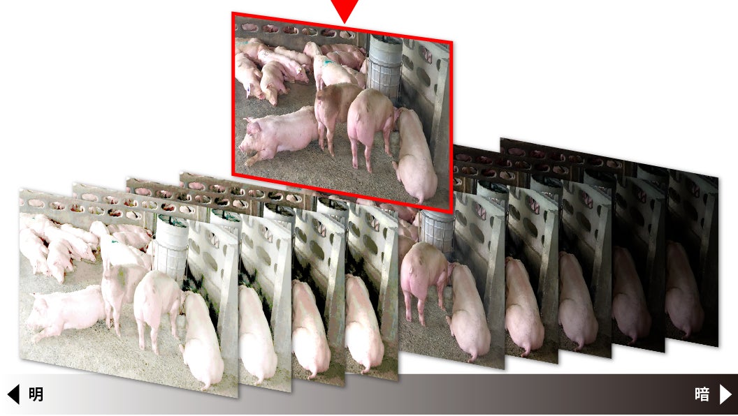アニマルウェルフェアに対応した国内初の繁殖豚管理AI技術を開発。23年度中にサービス開始予定。のサブ画像4_明暗の異なる複数写真から最適な画像を選択し判定する（イメージ）