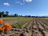 日本全国津々浦々から、美味しいサツマイモが大集合！「さつまいも博2023」は”産地”をテーマに開催します！！ のサブ画像10