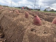 日本全国津々浦々から、美味しいサツマイモが大集合！「さつまいも博2023」は”産地”をテーマに開催します！！ のサブ画像13