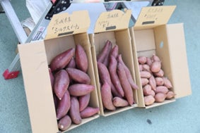 日本全国津々浦々から、美味しいサツマイモが大集合！「さつまいも博2023」は”産地”をテーマに開催します！！ のサブ画像7